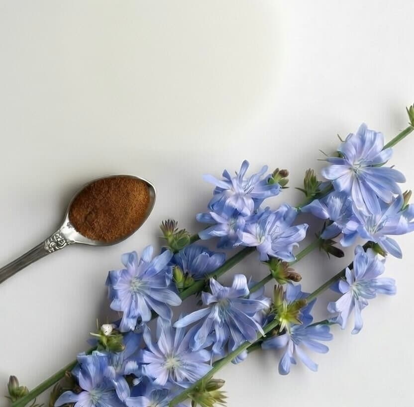 Why Chicory Is Added to Filter Coffee Powder