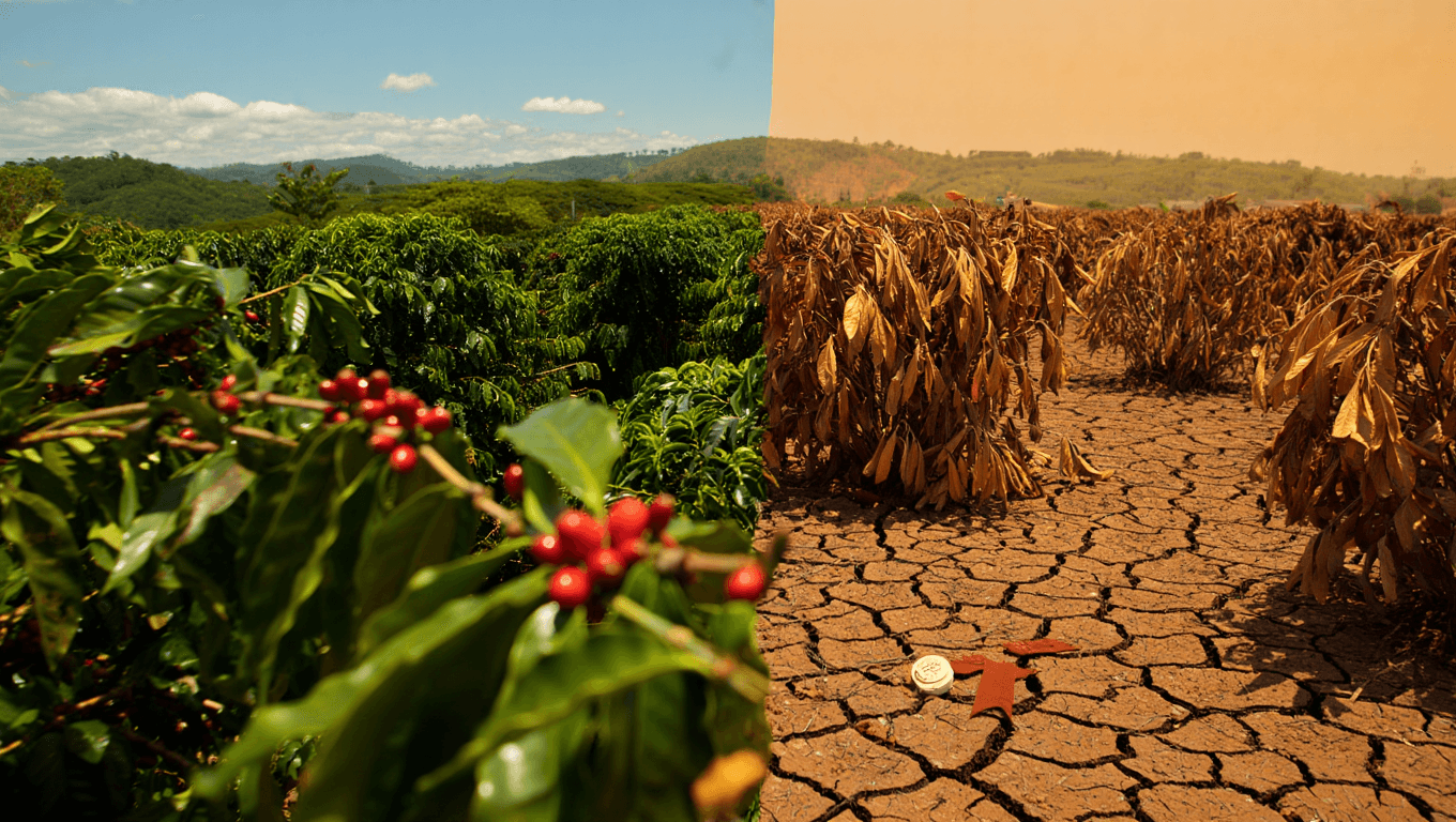 The Impact of "Drought Cycles" on Brazil’s Coffee Export Earnings