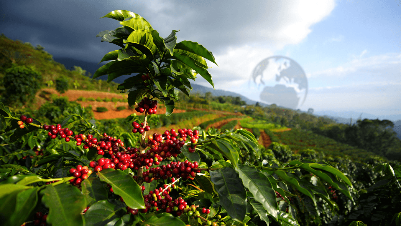 Climate-Resilient Coffee Varietals: The Future of Global Production