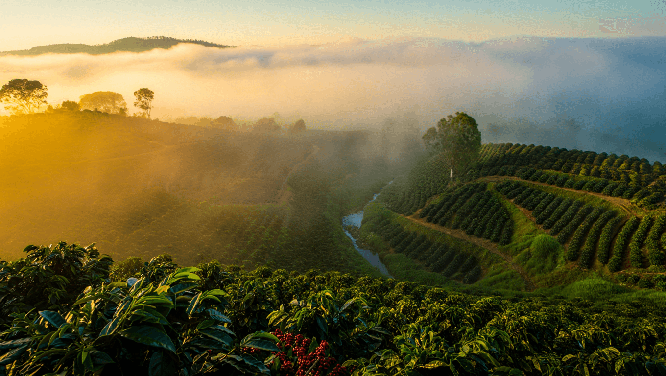 Why "Micro-Climates" Can Change a Single Farm’s Flavor Output