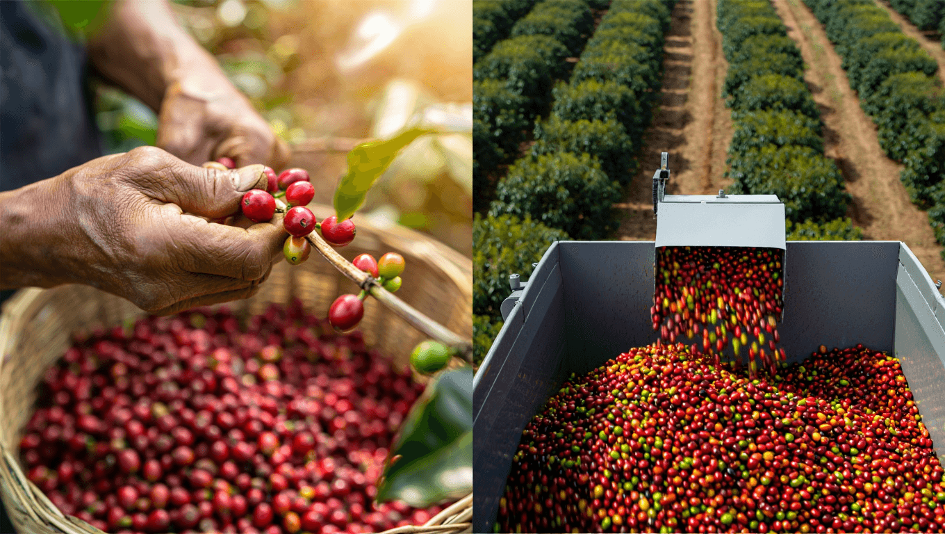 The Impact of "Hand-Picking" vs. Mechanical Harvesting on Quality